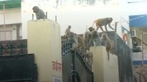 Monkeys Are Ruining Wifi In India