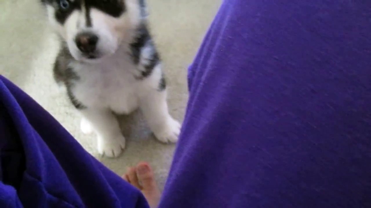 Siberian Husky Puppy Training Like a Boss video Dailymotion