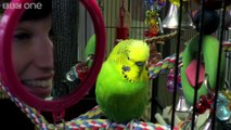 Meet Disco the incredible talking budgie - Pets - Wild at Heart  Episode 1 Preview - BBC One