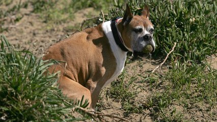 Seattle Has A Serious Dog Poop Problem