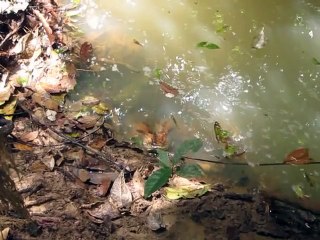 Ne pas titiller un Anaconda !