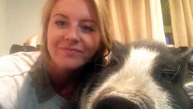 Ce cochon n'aime pas les câlins