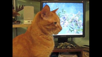 Pets Add Life Outtakes