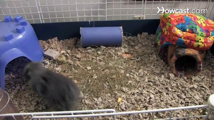 How to Care for a Pet Guinea Pig