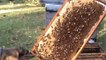 Beekeeping: FLOW HIVE vs Traditional Hive.