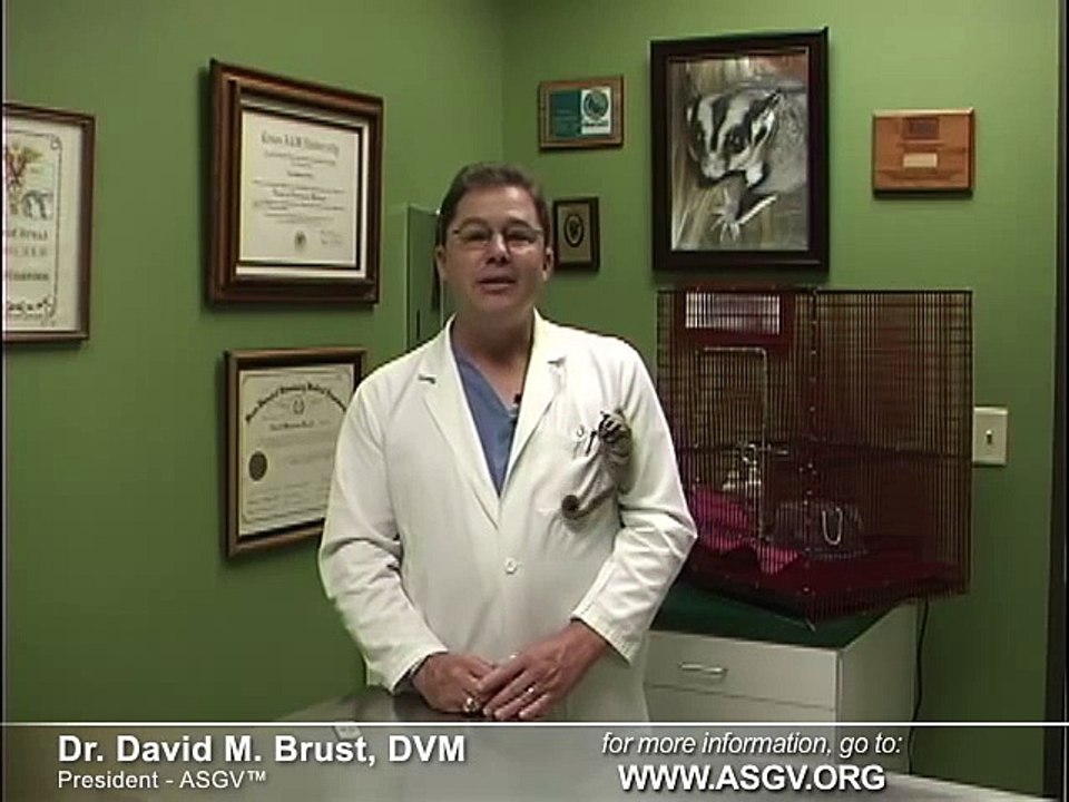 Sugar Gliders As Pets  Top Vets Give the REAL Facts of Ownership