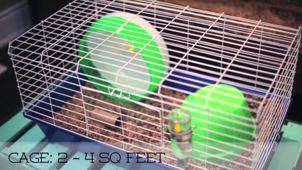 OWNING A PET HEDGEHOG FACTS - UPDATED