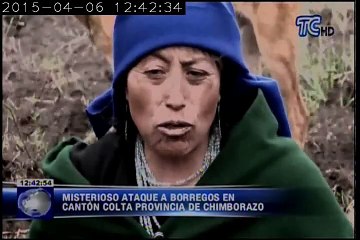 Extraña muerte de ovejas en Chimborazo