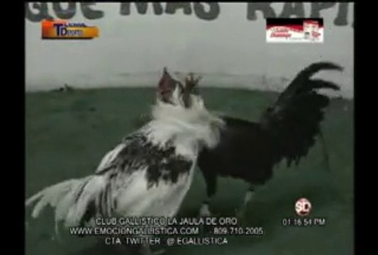 Programa-Tecnodeportes-17-2-2015 con Resumen del Club Gallistico La Jaula de Oro y el Coliseo Sto.Dgo. Este - EL 9 ,ambas jugadas cubiertas por TECNODEPORTES,