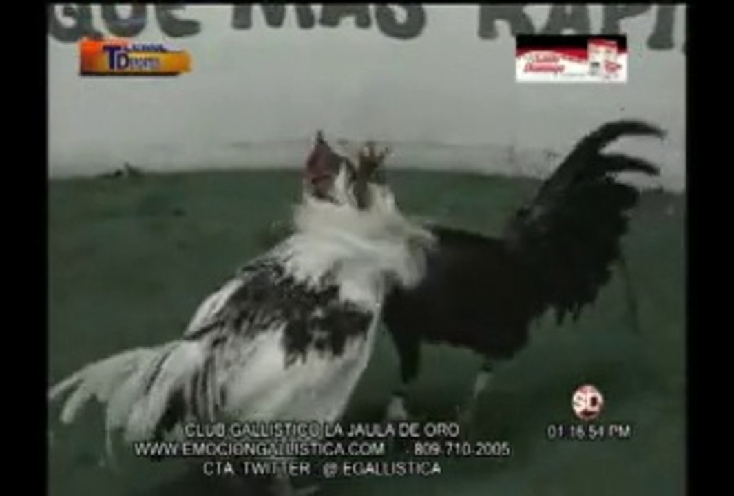 Programa-Tecnodeportes-17-2-2015 con Resumen del Club Gallistico La Jaula de Oro y el Coliseo Sto.Dgo. Este - EL 9 ,ambas jugadas cubiertas por TECNODEPORTES,