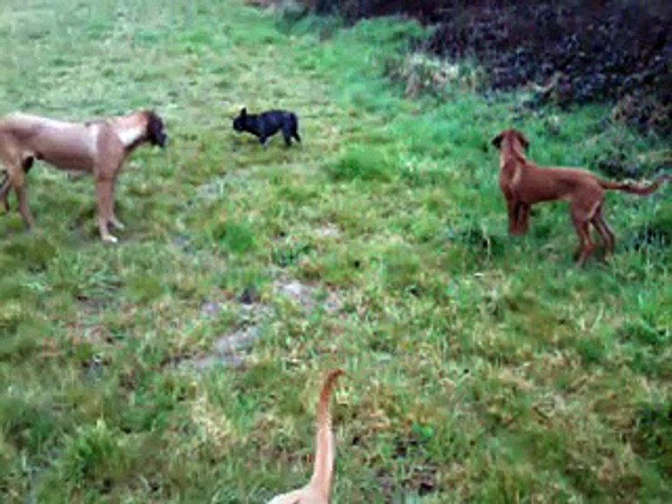 La meute en ballade