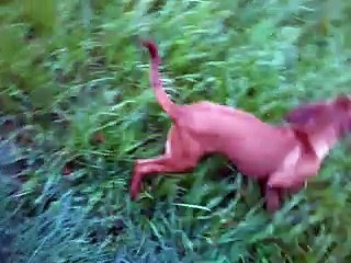 Course poursuite suite