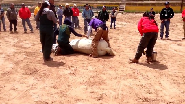 NNDA horse castration demo