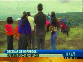 12 borreos murieron misteriosamente en Chimborazo