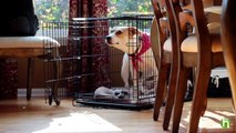 How To Crate Train a Puppy - Crate Training a Puppy