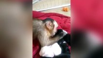 Un singe caresse affectueusement une portée de chiots