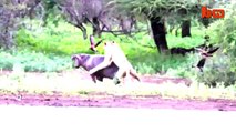YouTube: hipopótamo salvó a su cría del ataque de un león