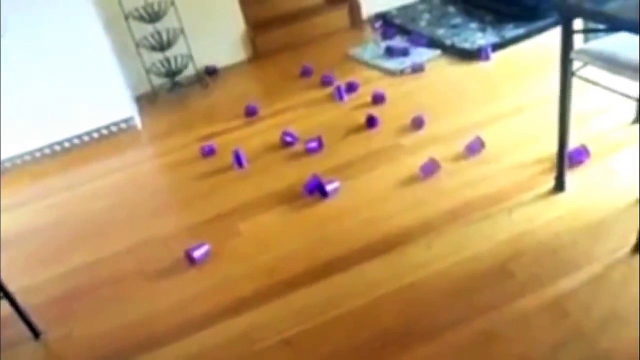 AWOLNATION 'Sail' and Funny Cats