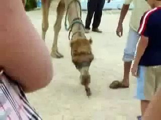 شوف وانسى همومك 178 بعير كونج