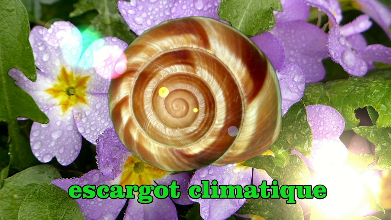 Escargot climatique