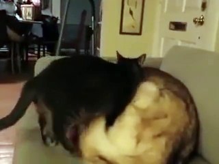 A Dog Relaxes On The Couch, Then....
