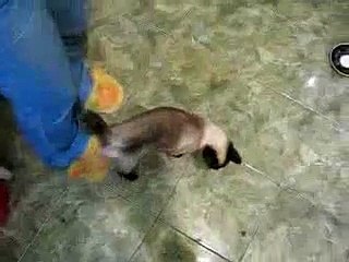 شوف وانسى همومك 1162 العنكبوت