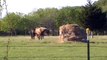 New Guy Catches Mr. T in Open Pasture- Pressure Release- Horse Lesson- Rick Gore Horsemanship