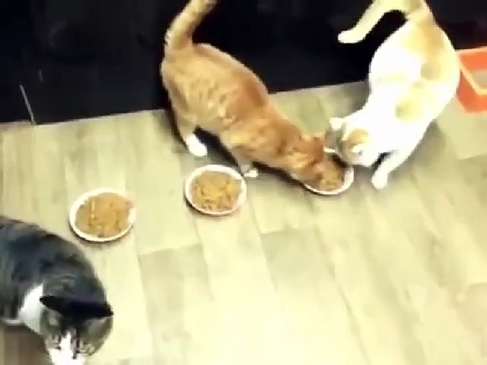 All For One And None For You