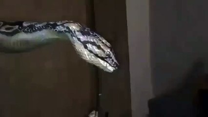 Awesome Snake