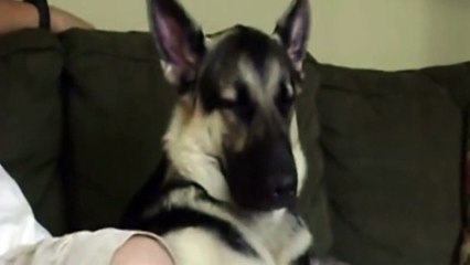 German Shepherd struggles to stay awake as he watches TV