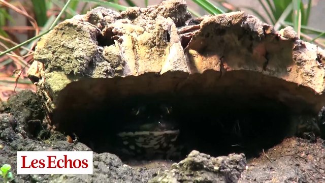 Le nouveau zoo de Vincennes fête sa première année avec un baby-boom animalier