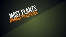 Tips on Curing Plant Root Diseases