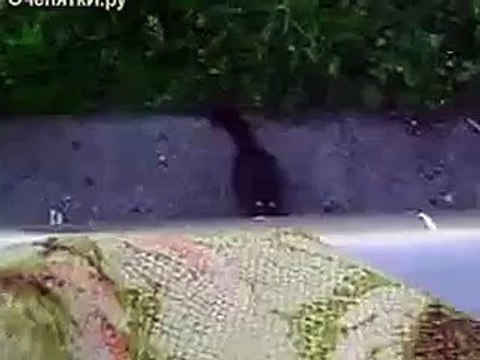 КОТЯРА ИДЁТ домой!!