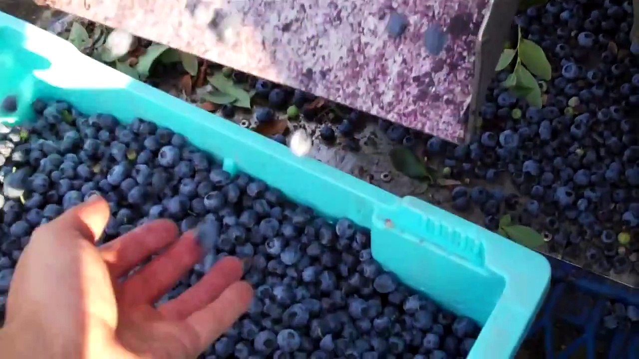Picking Blueberries with Blueberry Harvesters - DiMeo Blueberry Farms & Blueberry Nursery in NJ