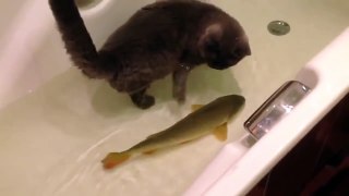 Gato jugando en tina con un pez