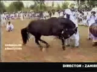 caballo arabe  Bailando xD