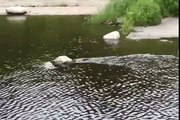 American Mink  looking for its breakfast at a salmon river