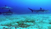 Shark Weekend - Great Hammerhead Shark