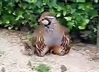 VID-20150208-WA0025.mp4