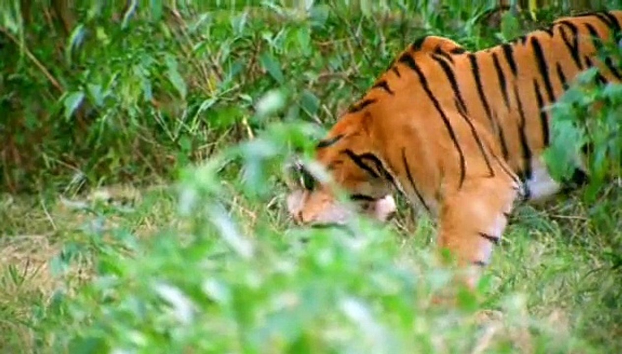 Great Wildlife Moments - Part 1