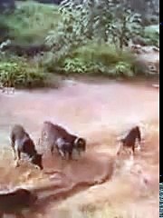 King Cobra And Dogs Fight Funny Video