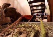 Capybara Shows That Hay Is Not Just for Horses