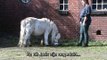 Clickertraining voor Paarden: een oefening 