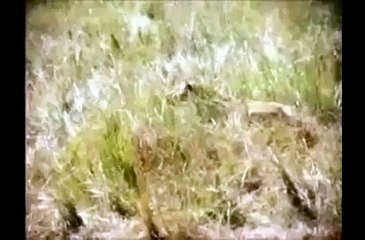 Amazing Video Must Watch And Share Very Funny