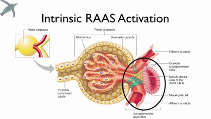 Renin-Angiotensin-Aldosterone System (The RAAS)