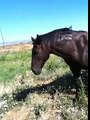 Farrier or Horse shoer Preparation - Helping Your Horse Farrier - Rick Gore Horsemanship