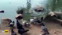 Kendini timsah zanneden kaplumbağadan muhteşem avcılık