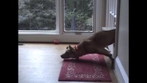 Dogs Who Fail At Being Dogs - Hilarious pet Compilation