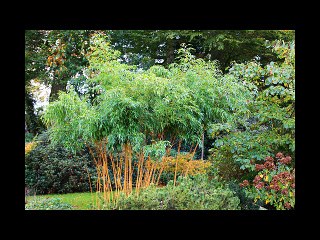 jardin de l'étang de l'aunay