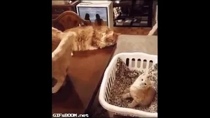 cute cat follow cats tail